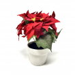 STELLA DI NATALE ROSSA CON VASO BIANCO CM 20 ALTEZZA