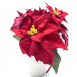 STELLA DI NATALE ROSSA CON VASO BIANCO CM 20 ALTEZZA