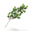 RAMO AGRIFOGLIO GREEN 44F CM 62 ALTEZZA