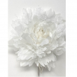 PICK ROSA FRISE' BIANCO CM 14 X 14