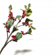 RAMO NATURE AGRIFOGLIO ROSSO CM 83 ALTEZZA