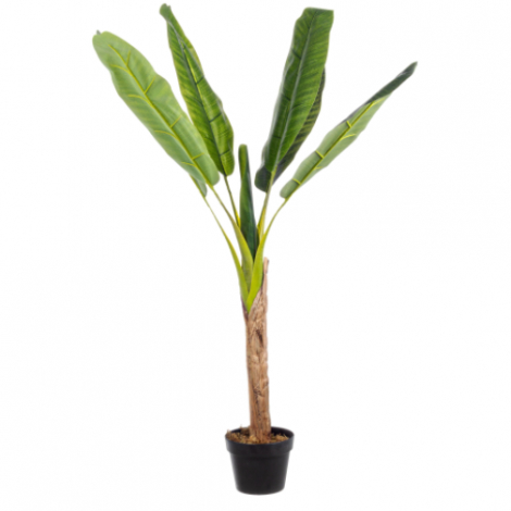 PIANTA DI BANANO CON VASO CM 113 H