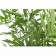 PIANTA DI BAMBOO CM130 H CON VASO