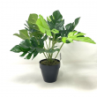PIANTA MONSTERA CM 45 H CON VASO