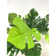 PIANTA MONSTERA CM 45 H CON VASO