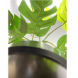 PIANTA MONSTERA CM 45 H CON VASO
