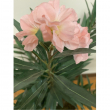PIANTA OLEANDRO ROSA CM 80 CON VASO