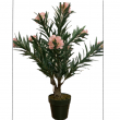 PIANTA OLEANDRO ROSA CM 80 CON VASO