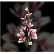STELO 14 MAGNOLIE CON FOGLIE CM 124 H