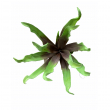 RAMO PIANTA TROPICALE SFUMATA CM 61 H