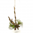 TILLANDSIA BURGUNDY CM 20 H