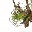 TILLANDSIA BURGUNDY CM 20 H