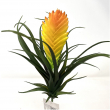 TILLANDSIA WEST PICK CM 25 H