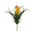 TILLANDSIA WEST PICK CM 25 H