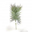 RAMO SUCCULENT PICK CM 23H