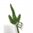 RAMO SUCCULENT DUKE CM 23H