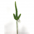 RAMO SUCCULENT DUKE CM 23H