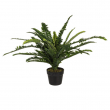 PIANTA FELCE CON VASO CM 60 H