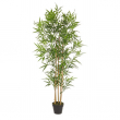 PIANTA DI BAMBOO CM 155H CON VASO