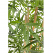 PIANTA DI BAMBOO CM 155H CON VASO