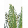 PIANTA PALMA CYCAS CON VASO CM 120 H CON 28 FOGLIE
