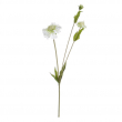 FIORE SCABIOSA DIVERSI COLORI CM 51H