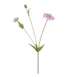 FIORE SCABIOSA DIVERSI COLORI CM 51H