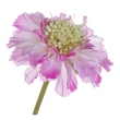FIORE SCABIOSA DIVERSI COLORI CM 51H