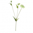 FIORE SCABIOSA DIVERSI COLORI CM 51H