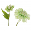 FIORE SCABIOSA DIVERSI COLORI CM 51H
