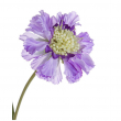 FIORE SCABIOSA DIVERSI COLORI CM 51H