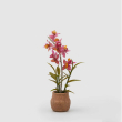 FIORE ORCHIDEA DENDER CON VASO DUE MISURE