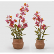 FIORE ORCHIDEA DENDER CON VASO DUE MISURE