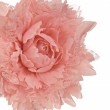PICK ROSA FRISE' CREMA